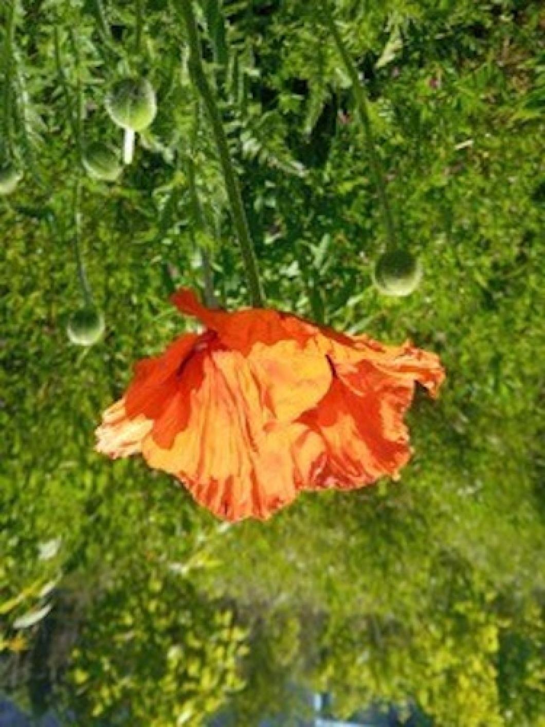 Blume Blume umgedreht